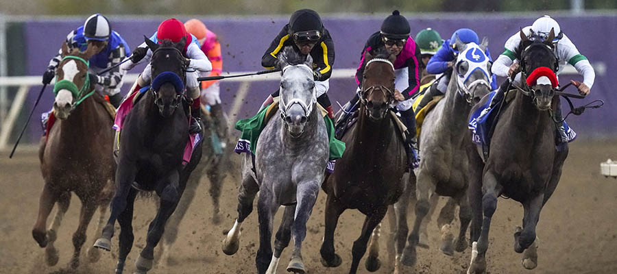 2021 Top Stakes Races to Bet On From Nov. 13th to 14th