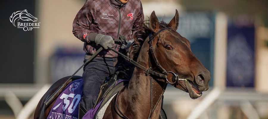 Which Horse has the Best Odds to Win the Breeders’ Cup