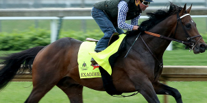 A Look at the Betting Favorites to Win the 2016 Preakness Stakes