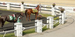 Tampa Bay Downs Horse Racing Odds & Picks for Saturday, May 23