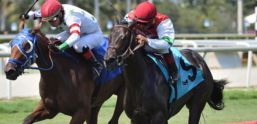 Top 2021 Stakes Races to Wager From Oct. 1st to 3rd - Horse Racing Betting