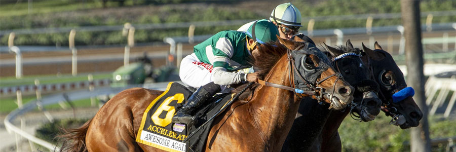 Is Accelerate a safe betting pick for the 2018 Breeders' Cup?