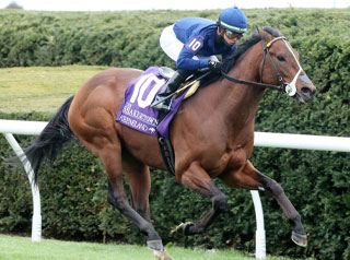 Breeders' Cup: Golden Pal, horse with 2 winning Races