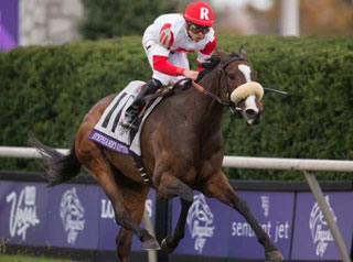 Breeders' Cup: Stephanie's Kitten, horse with 2 winning Races